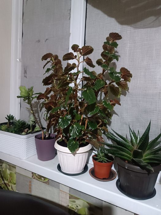 Комнатные цветы Бегония