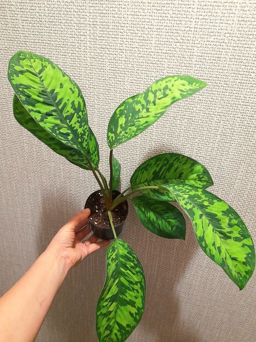 Продам Алоказия Бомбино