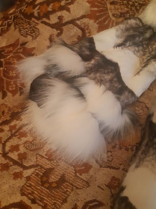 Новый  полушубок.  Кролик.