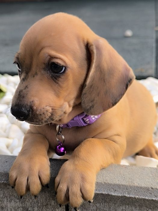 Teckel dachshund