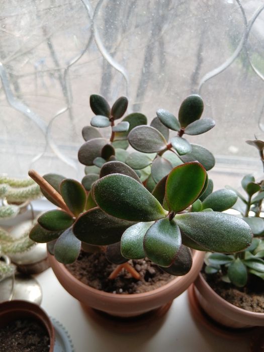 Меняю или продам