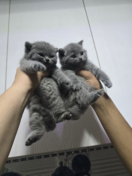 Британские девичка тоза парода