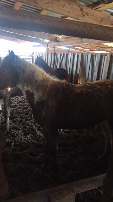 Продам жеребят!!!