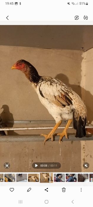 Zati toza narsa yoshiga toldi xozr tuxumda