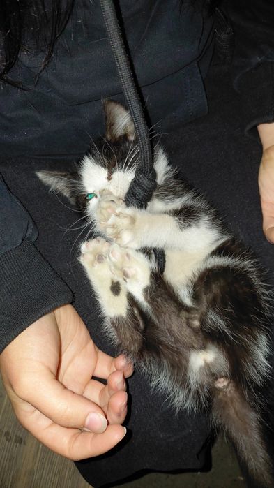 Отдам котёнка мальчик