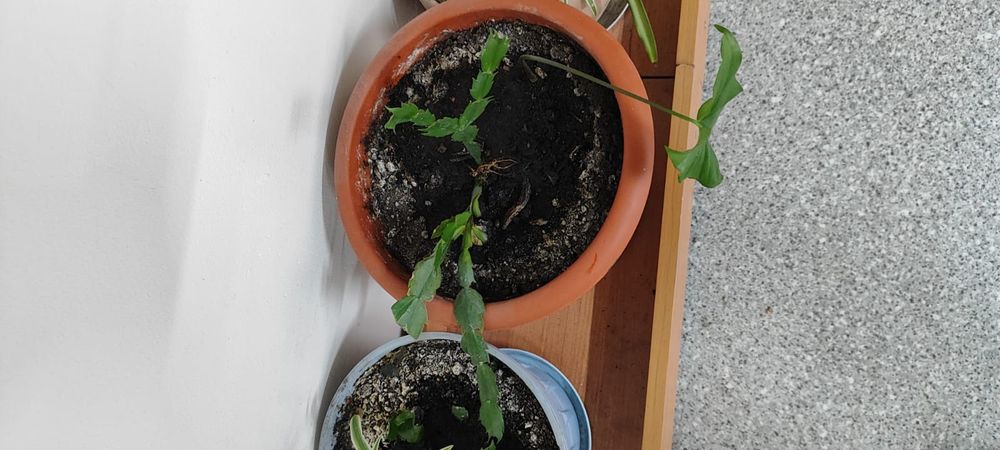 Продам цветы не дорого