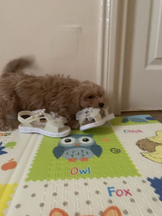 Maltipoo fetita jucausa