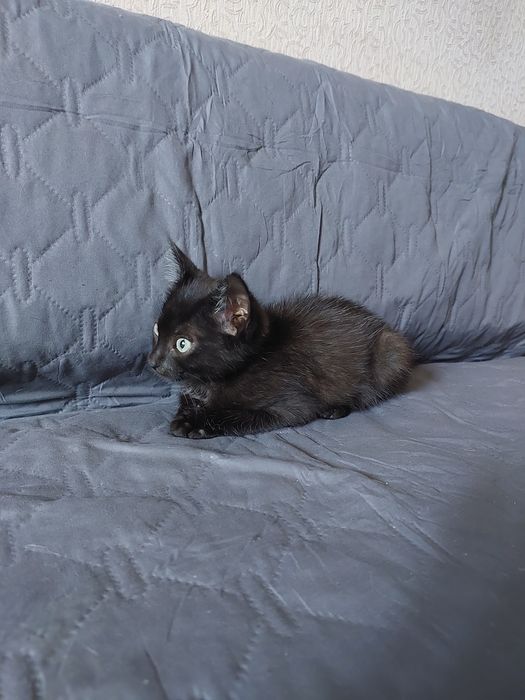 Отдам котенка в добрые руки