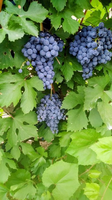 Продавам винено грозде, сорт "Мерло "