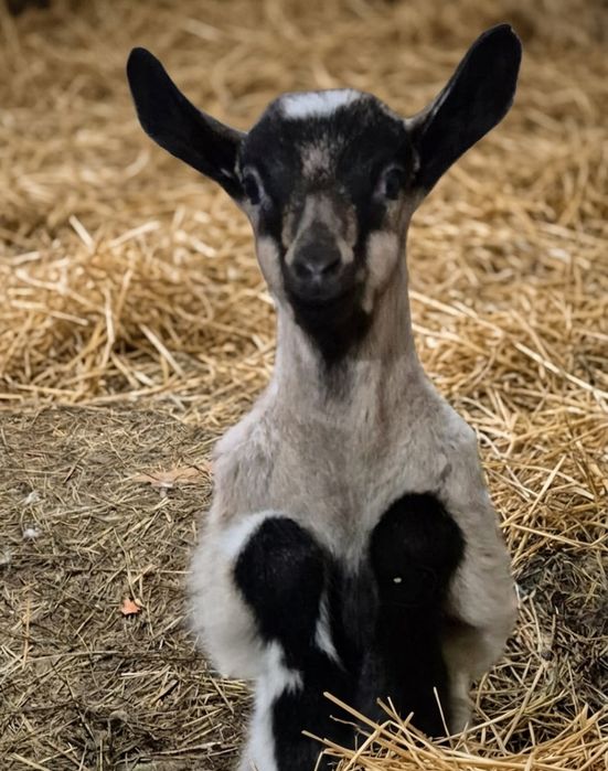 Продаются Козы Альпийские