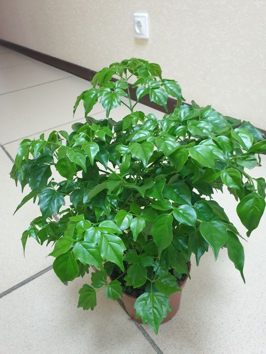 Продам комнатные цветы