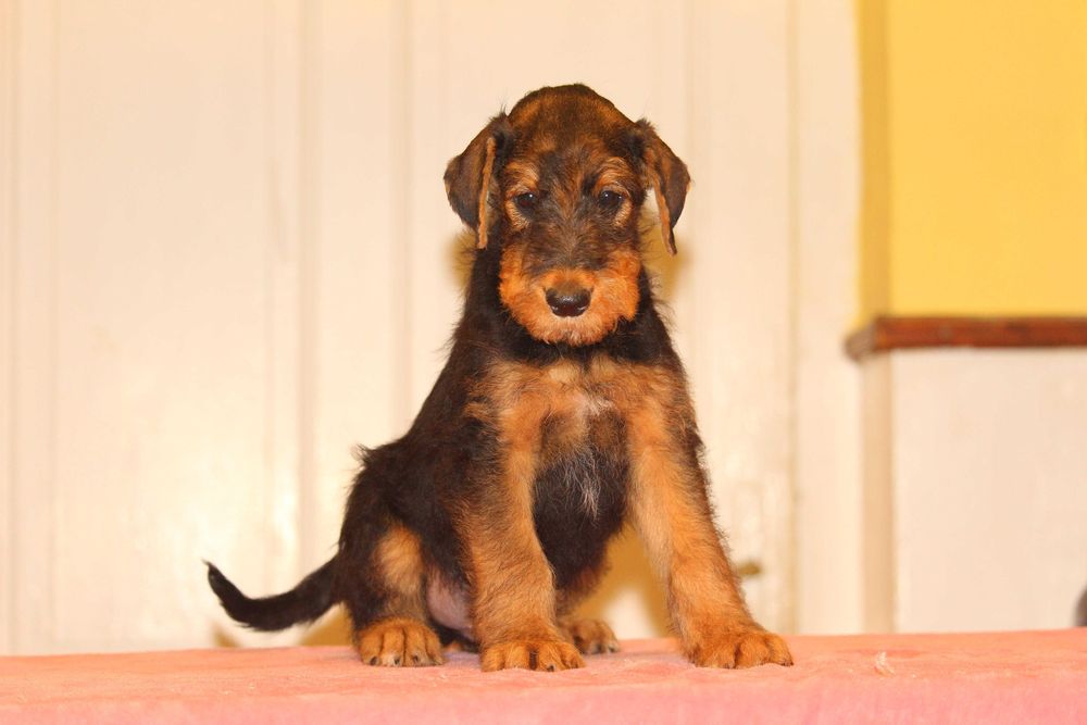 pui airedale terrier din parinti campioni