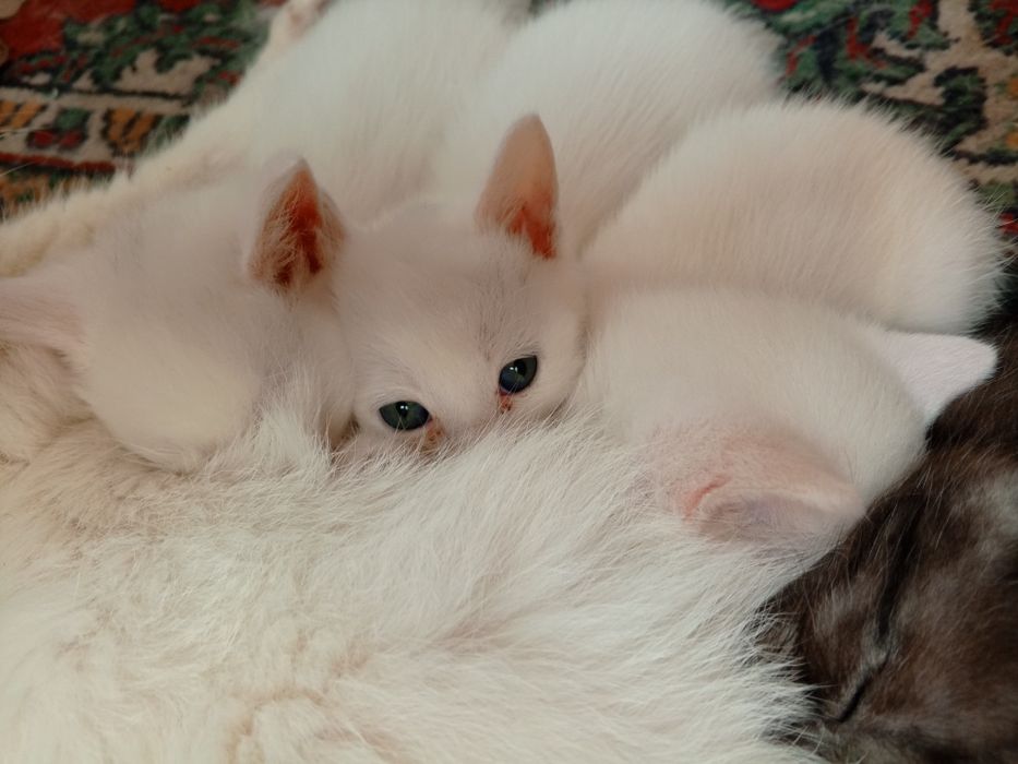 Шотландские котята Страйт