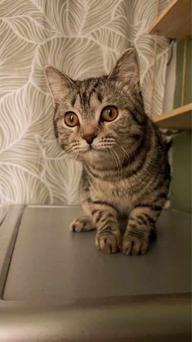 Шотландтық мысық