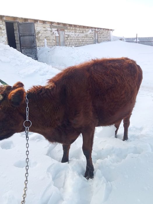 Сиыр сатылады. Корова