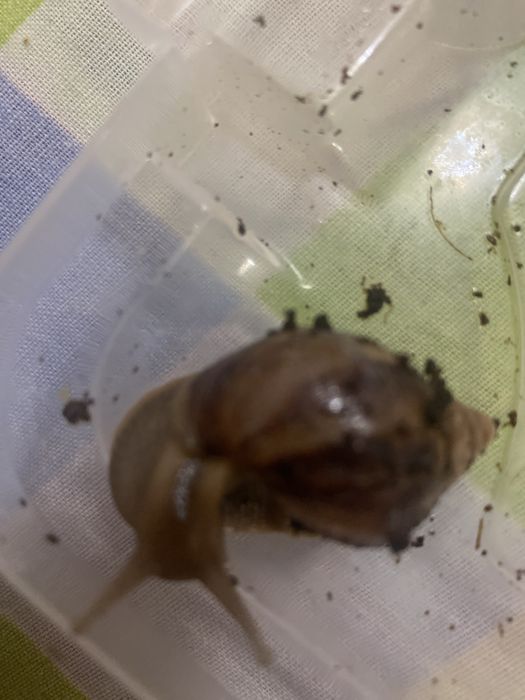 Ulitka ishtahasi yaxshi