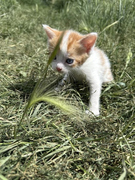 Отдам котят в добрые руки