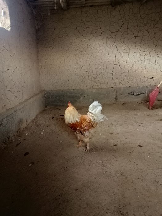 Әтеш,жасқа толмаған 8-9 айлық