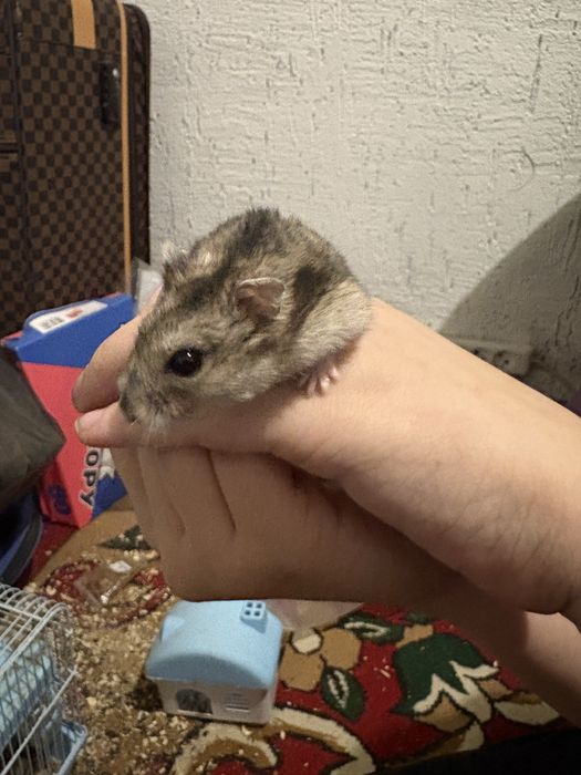 Продается хомяки вместе с клеткой