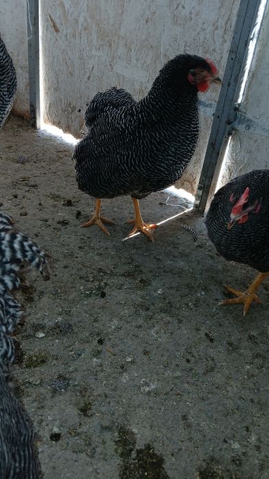 Vind familie plymont rok barat