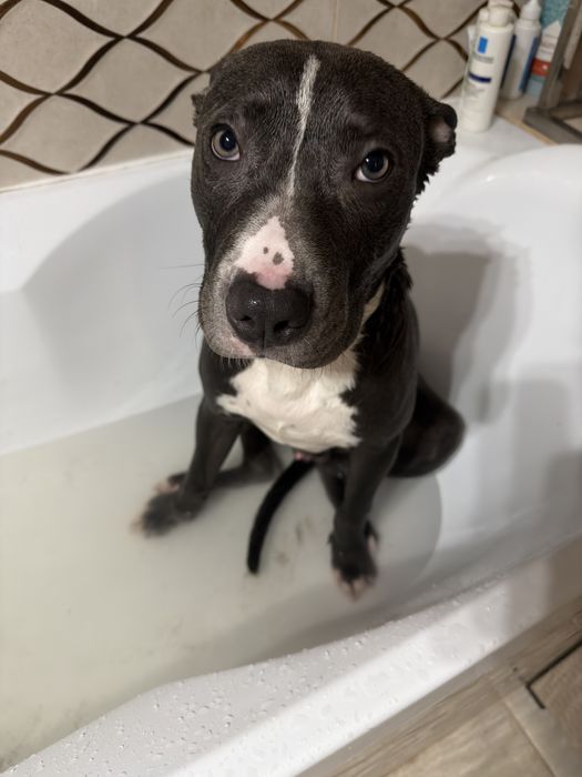 Amstaff blue mascul 10 luni