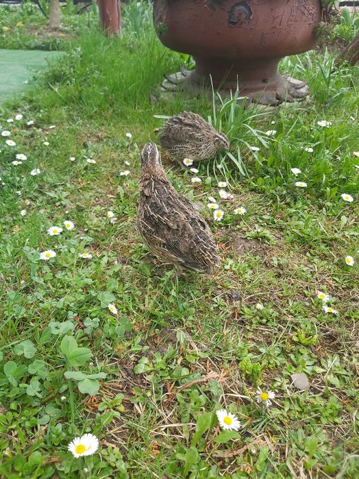 Prepelite outoare rasa Japoneza