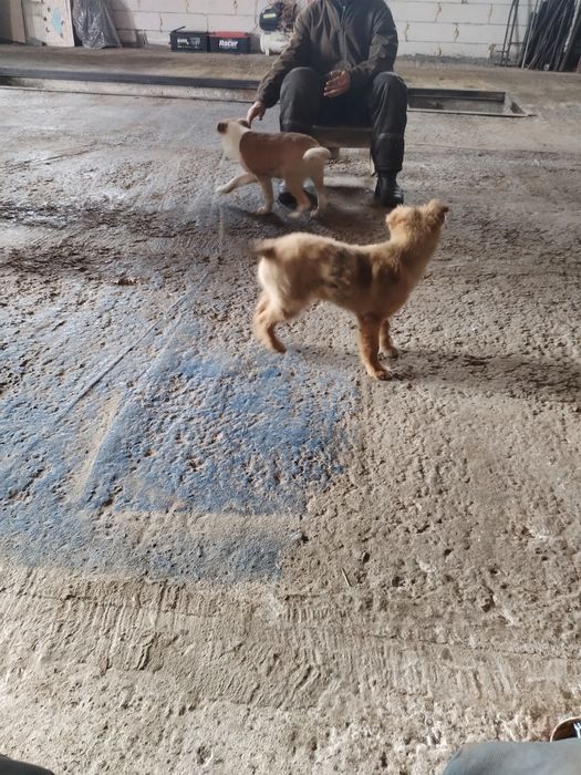 Отдам щенков мальчик 2 шт