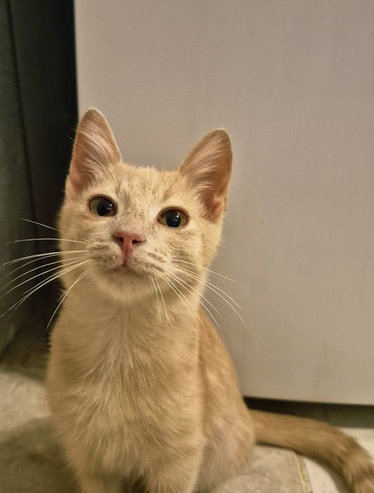 Отдам котенка в добрые руки
