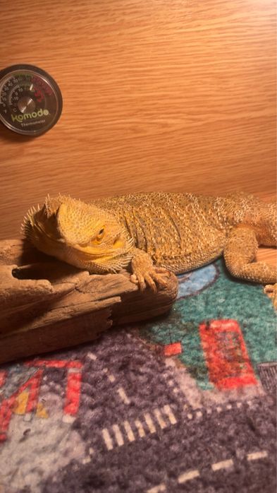 Agamă cu barbă sopârlă