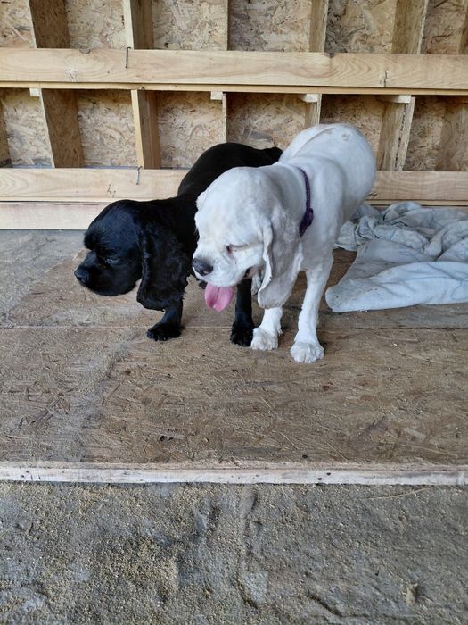 Американски кокер