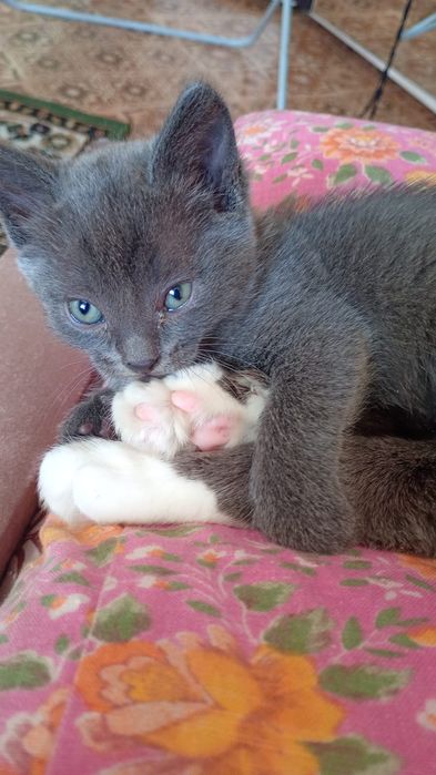 Отдам котят в добрые руки