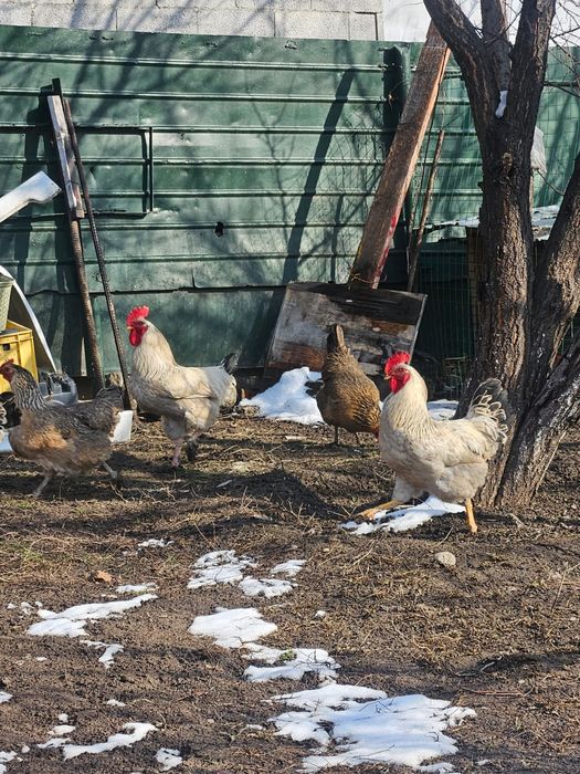 Продам петухов Адлер