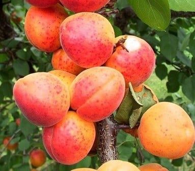 Pomi Fructiferi Străvechi Glia Strămoșească (Soiuri de CAIS)