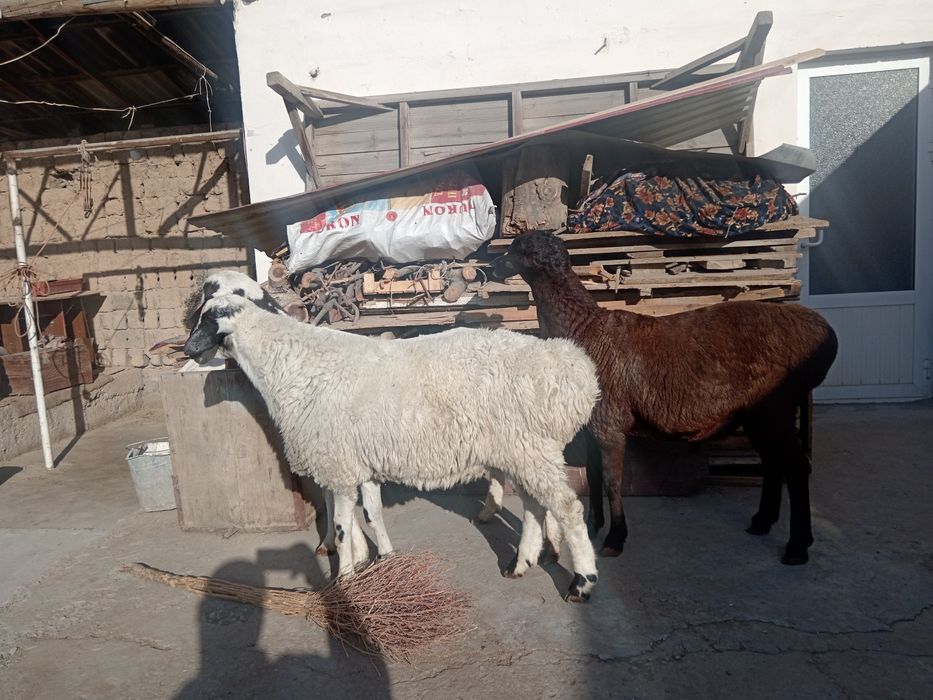 Qochqor qoy koy Aqiqa toy va qurbonlikka