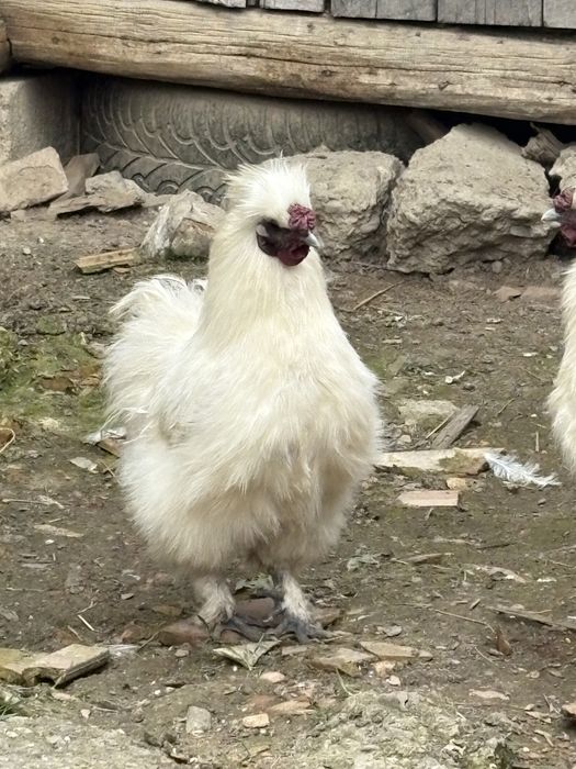 Oua , si cocoși mătase japoneza alba 2024 !