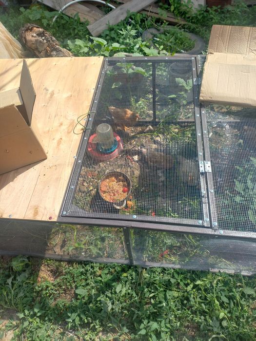 Выгул для молодняка