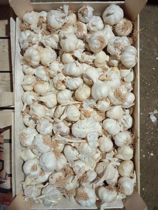 Arpagica galbenă și roșie,  de vânzare. 17 lei kg , usturoi 25 lei kg