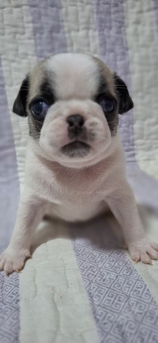 Продам щенков МОПСА