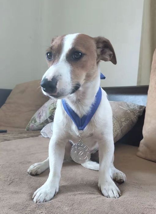 Джек Рассел терьер собаки