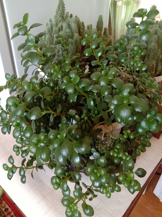 Продам декоративный Каланхоэ