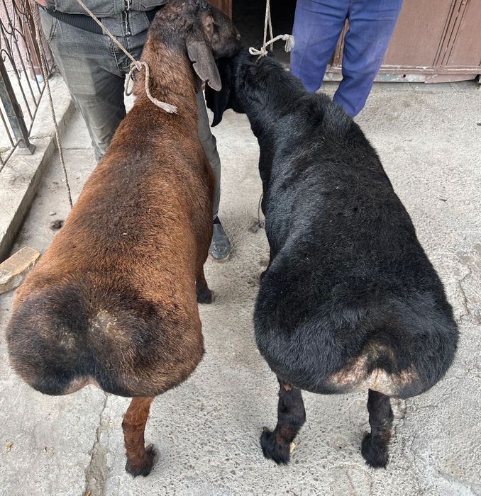 Эҳсон, Назр, Ақиқа, Қурбонлик‼️