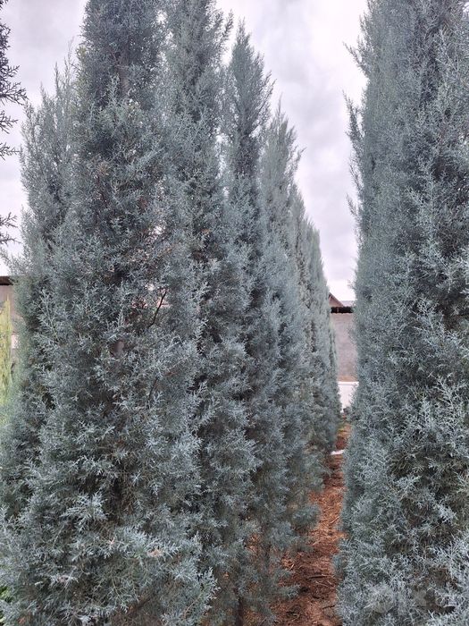 Arizonika Kiparis  Archa Arizonic Keparis Arizonskiy Italiya Aksiya