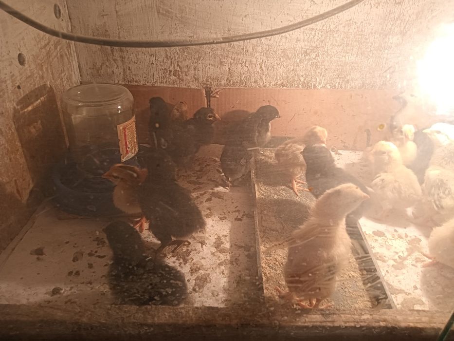 Продам цыплят. Звоните