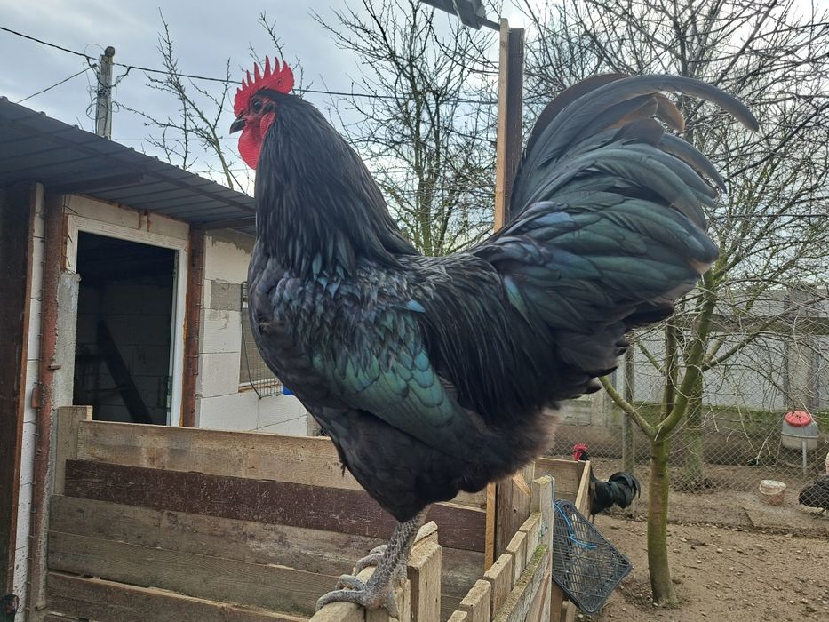 Vând cocoși australorp negri