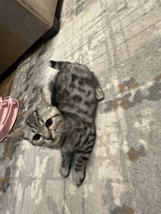 Продам породистого кота