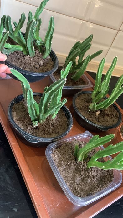 Цветок домашний Стапелия