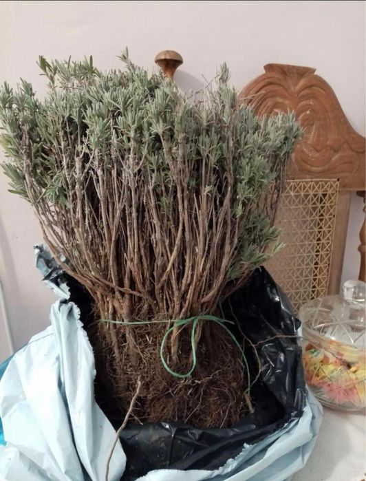 Лавандула разсад за декорация