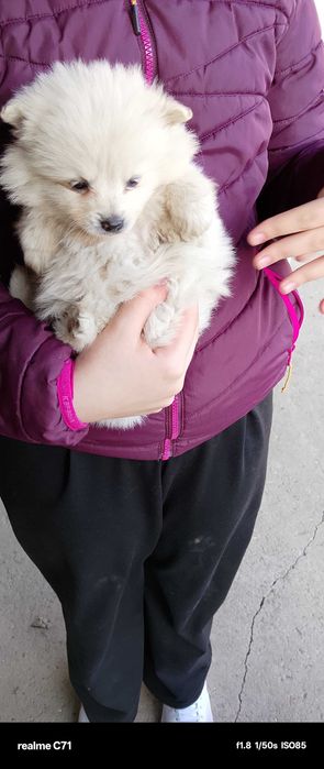 Момче мини - шпиц