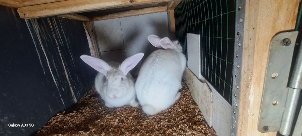 Quyon xikol sotiladi para