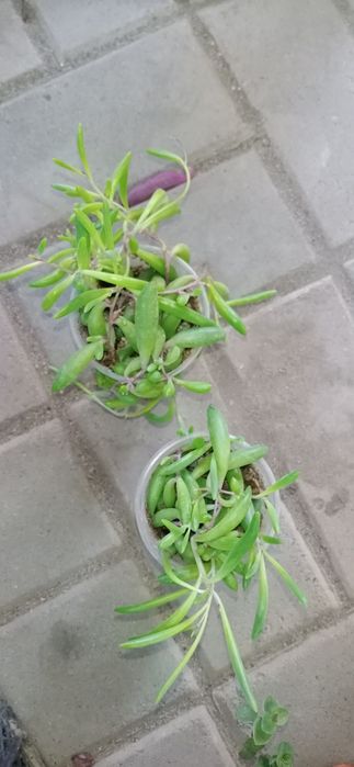 Продам комнатные растения